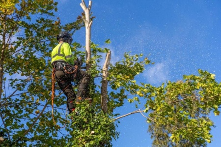 Abattage d'arbres dangereux : quand faire appel &agrave; un professionnel ?